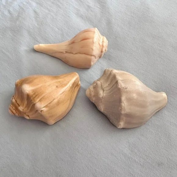 Natural Conch Shells, Set of 3, each 4.25-4.5" long - Picture 3 of 4